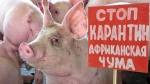 Вниманию руководителей сельскохозяйственных предприятий и личных подсобных хозяйств Ровенского района!  Африканская чума свиней (АЧС)!