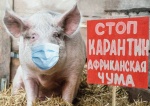 Африканская чума свиней (АЧС)