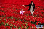 22-23 апреля 2017 года в непосредственной близости от места цветения тюльпанов пройдет II природоохранный этнокультурный Фестиваль тюльпанов.