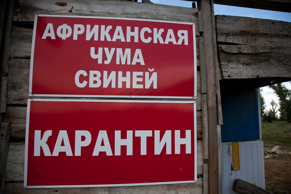 Вниманию руководителей сельскохозяйственных предприятий и личных подсобных хозяйств Ровенского района!  Африканская чума свиней (АЧС)!