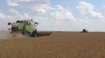 Сельхозтоваропроизводители Ровенского района намолотили более 35,0 тыс. тонн зерна. 