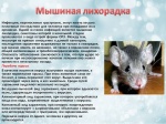Как не заболеть мышиной лихорадкой