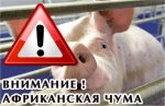 ВНИМАНИЕ! Африканская чума свиней (АЧС)!