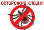 Роспотребнадзор информирует о мерах профилактики инфекций, передающихся клещами