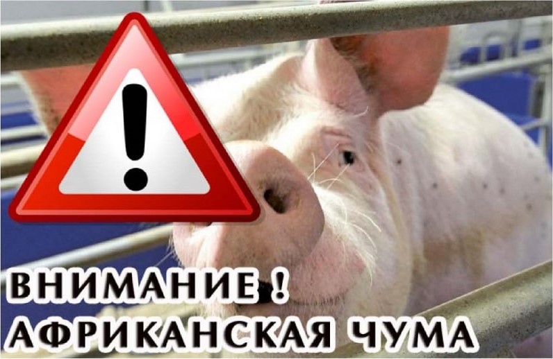 ВНИМАНИЕ! Африканская чума свиней (АЧС)!