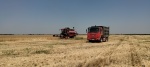 О ходе уборочных работ 2024 г.