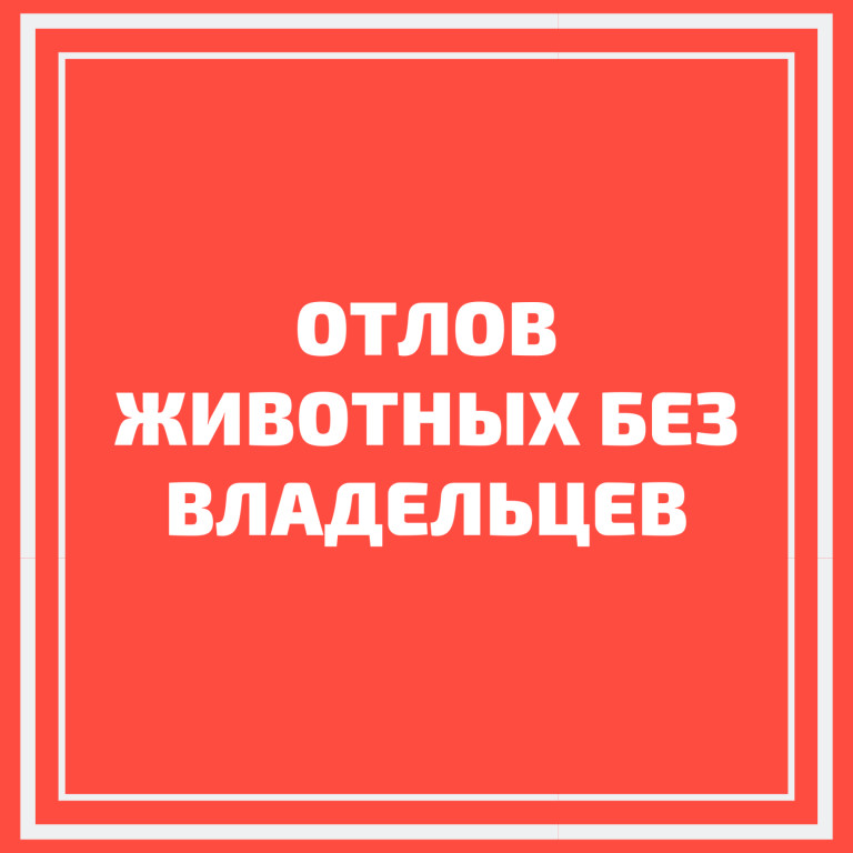 График планового отлова животных без владельцев