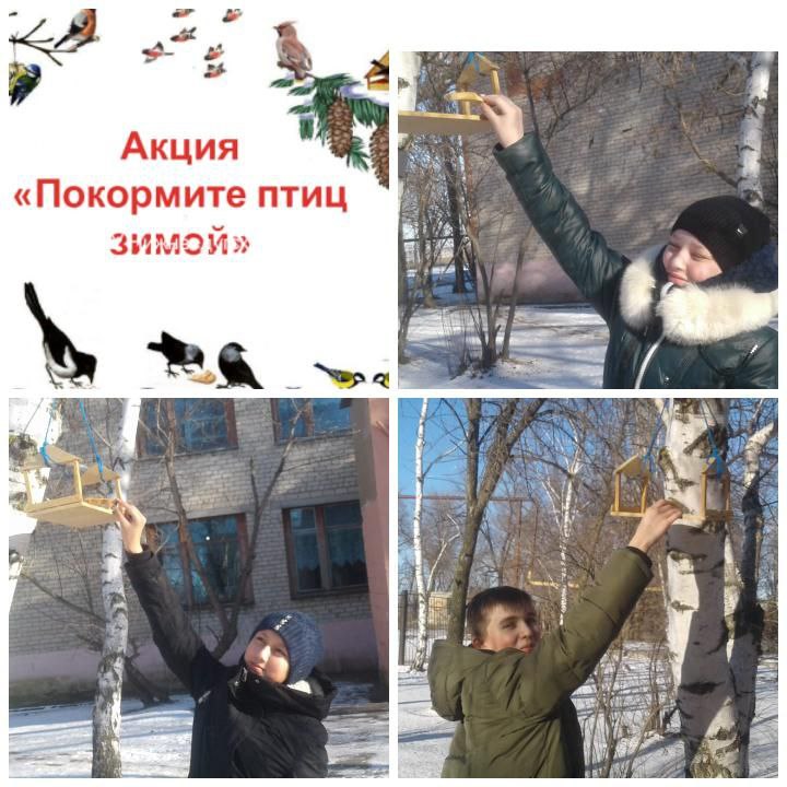 Покормите птиц зимой.