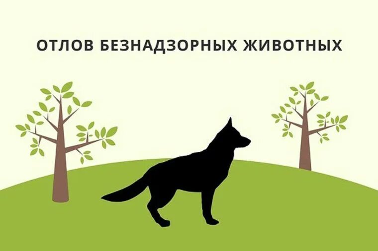 График планового отлова животных без владельцев на территории Ровенского муниципального района Саратовской области на II квартал 2026 года