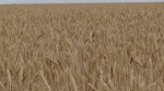 Уборка зерновых и зернобобовых  культур на территории Ровенского района