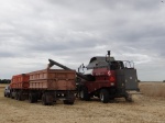 Хлеборобы  района намолотили первую тысячу тонн зерна нового урожая.