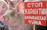 Африканская чума свиней (АЧС)