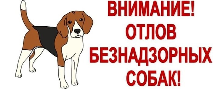 График планового отлова животных без владельцев на территории Ровенского муниципального района Саратовской области на IV квартал 2026 года