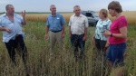 Ситуация с саранчой под контролем