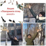 Покормите птиц зимой.