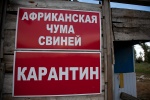 Вниманию руководителей сельскохозяйственных предприятий и личных подсобных хозяйств Ровенского района!  Африканская чума свиней (АЧС)!