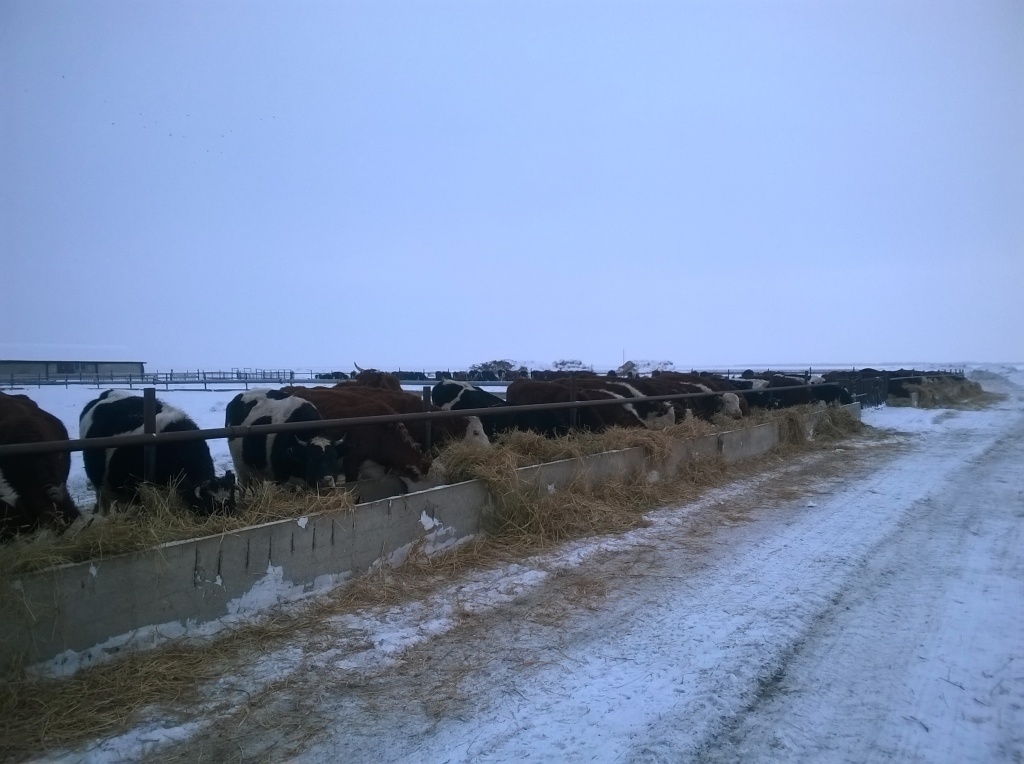 WP_20180201_005.jpg WP_20180201_005.jpg