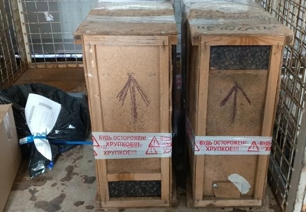 Пчеловодам Саратовской области Почтой доставили первых пчёл.jpg