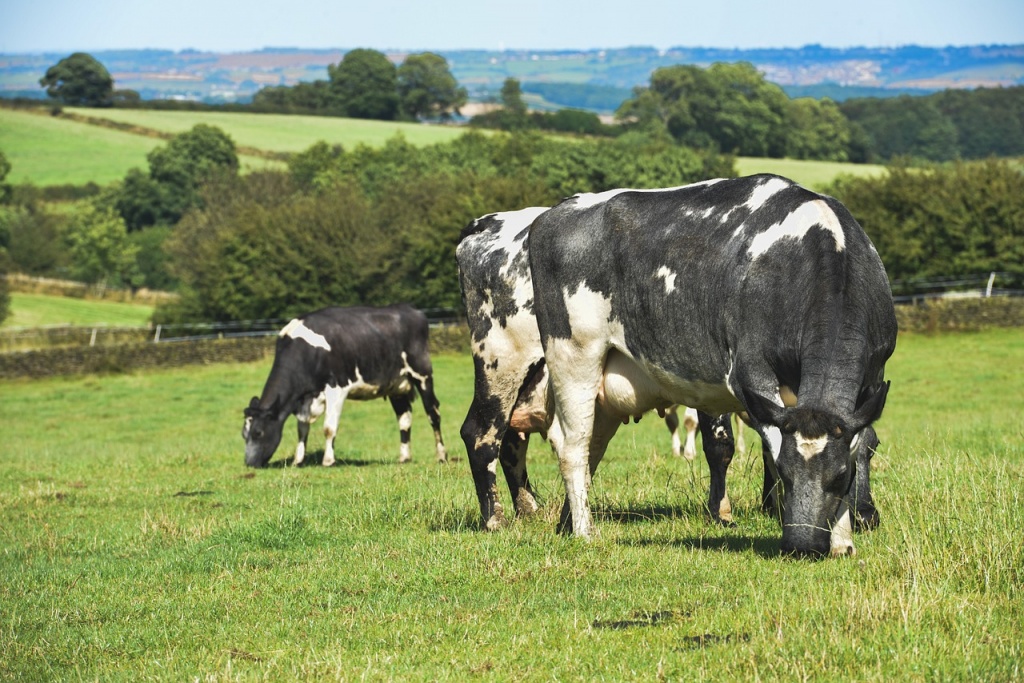 farmland-601282_1280.jpg farmland-601282_1280.jpg
